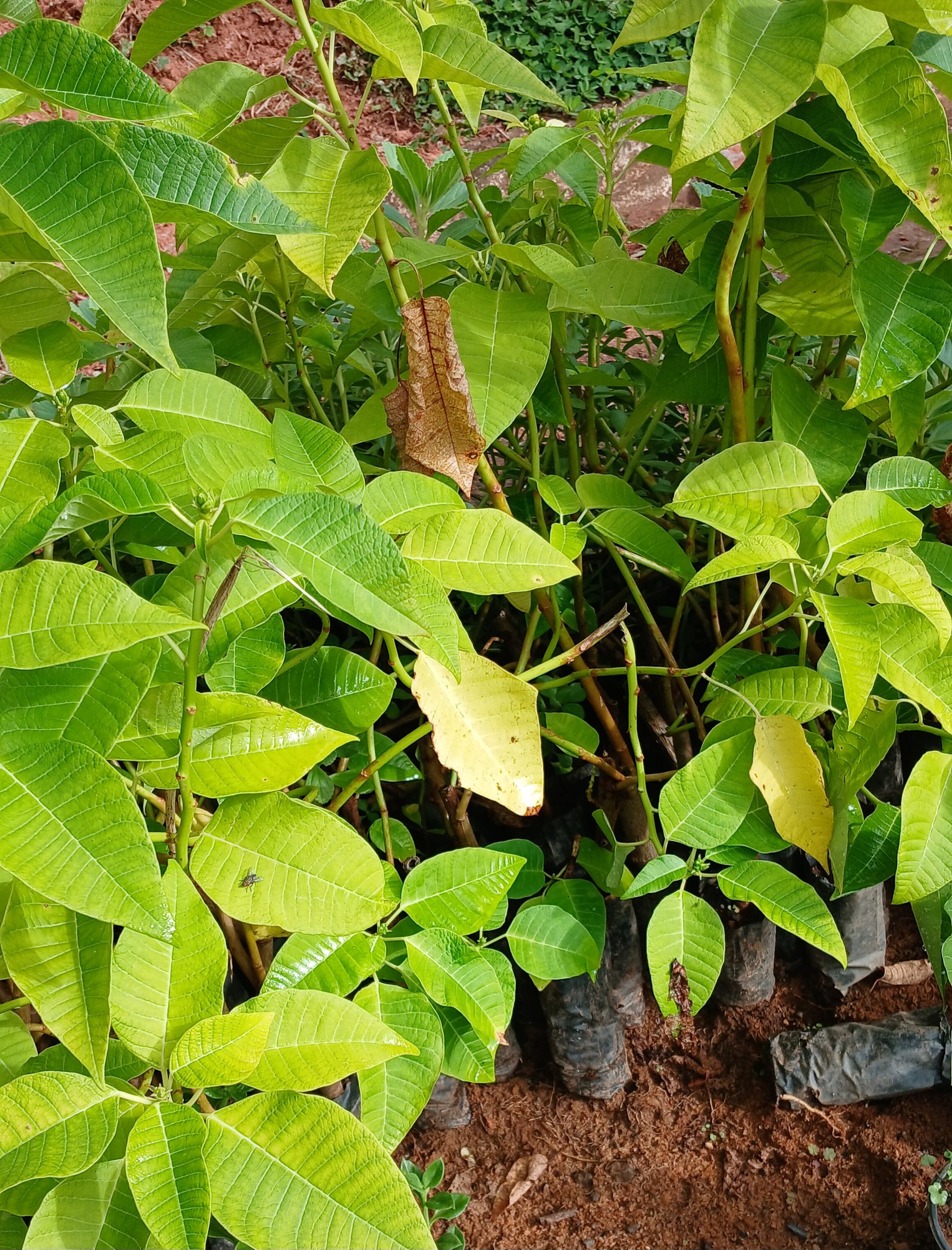 Bico de papagaio amarelo